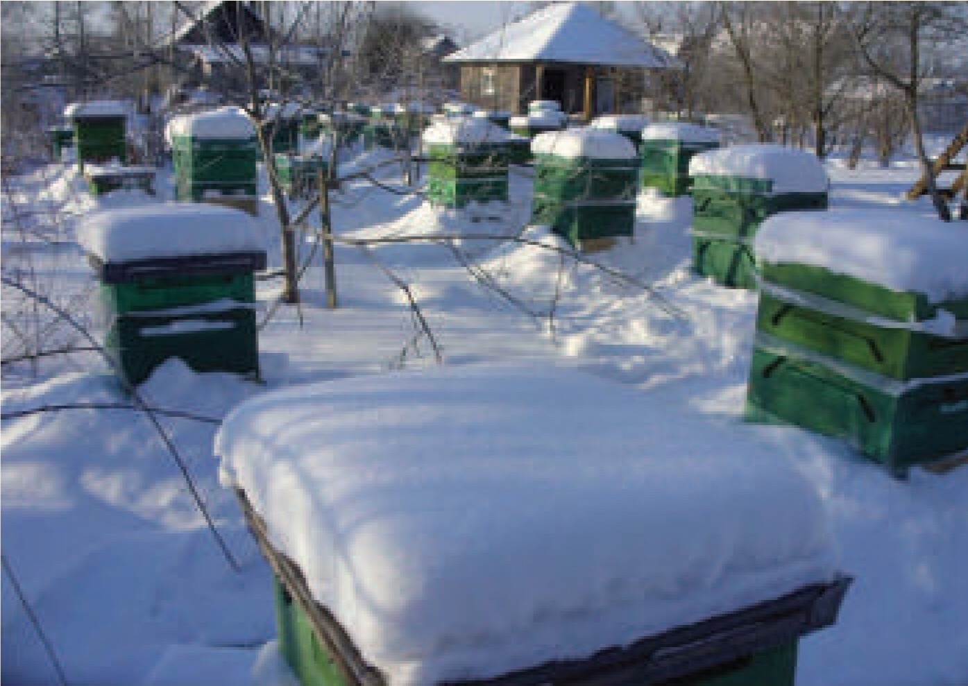 HOW TO KEEP A BEEHIVE IN THE WINTER SABAKANDOO