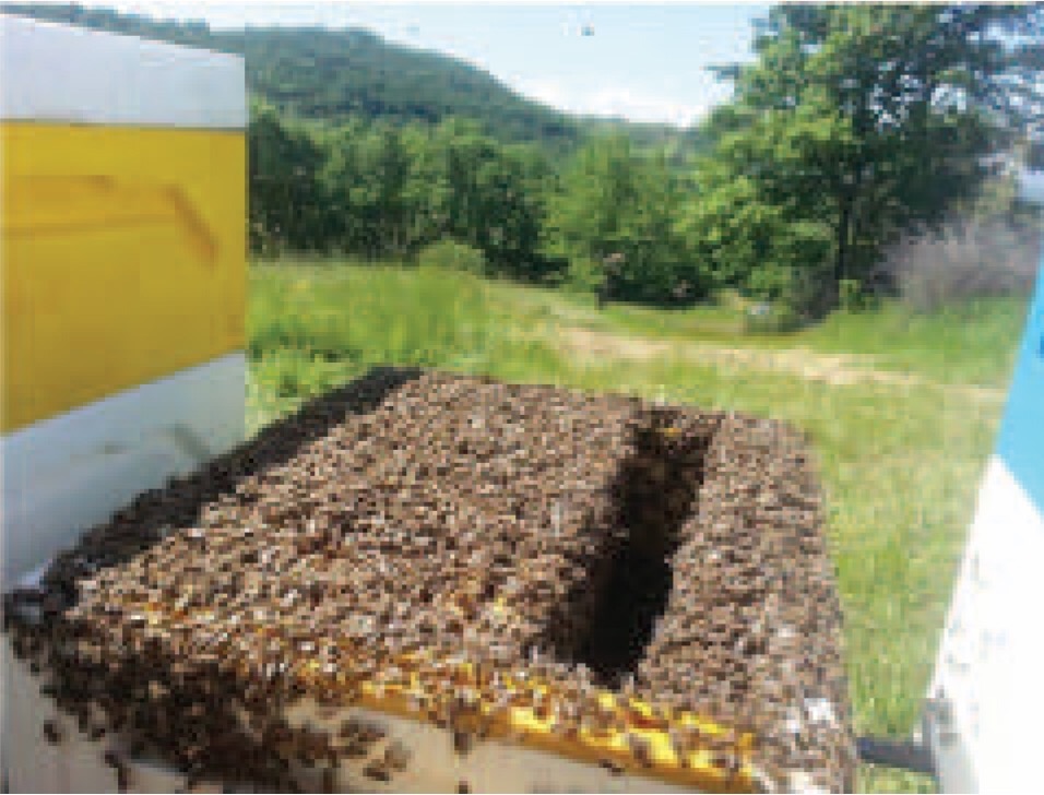 Polystyrene BEEHIVE over WOODY